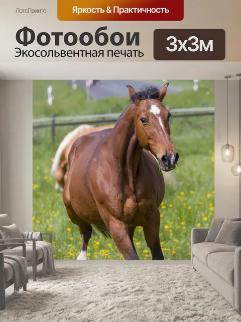 Фотообои Лошадь