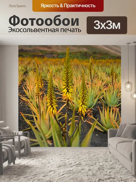 Фотообои Алоэ вера