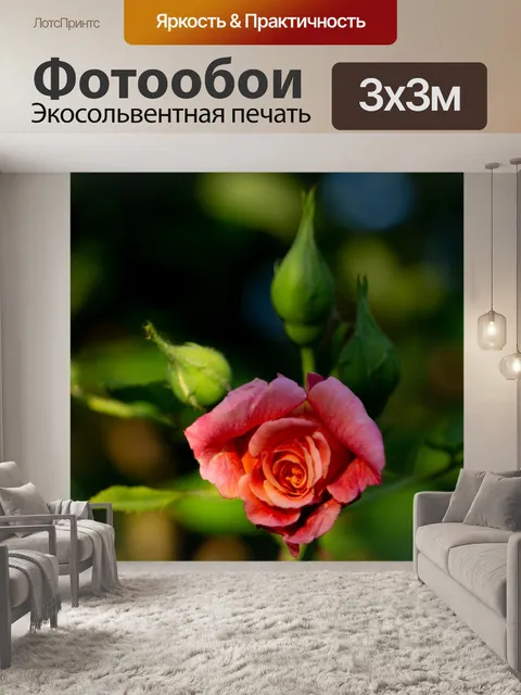 Фотообои Роза