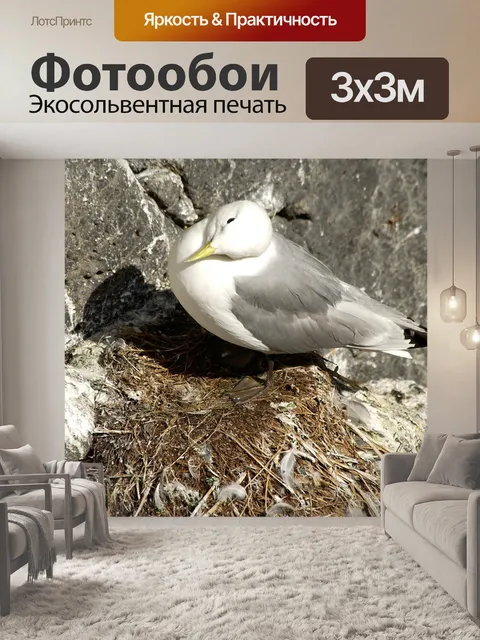 Фотообои Чайка