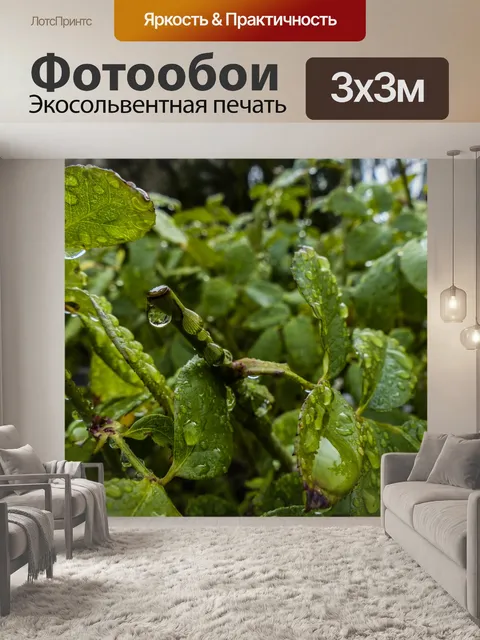 Фотообои Покрытые дождем розовые кусты