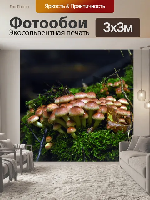 Фотообои Грибы