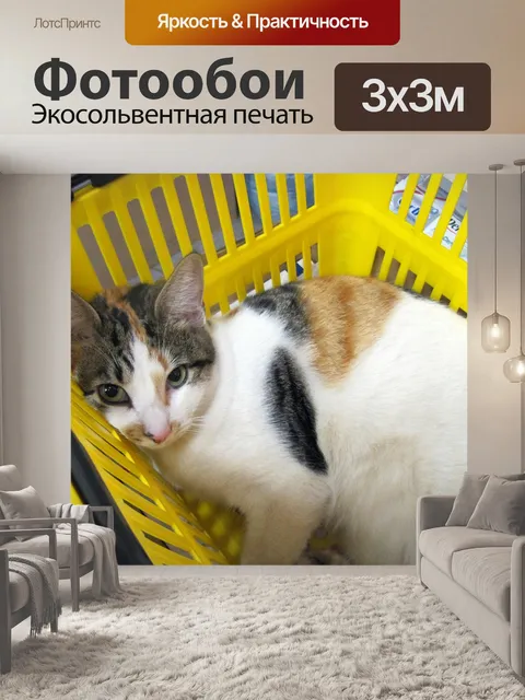 Фотообои кошка с зелеными глазами