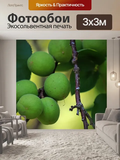 Фотообои гроздь зеленых плодов абрикоса