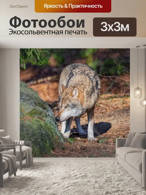 Фотообои Волк