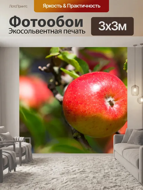 Фотообои созревания красного яблока
