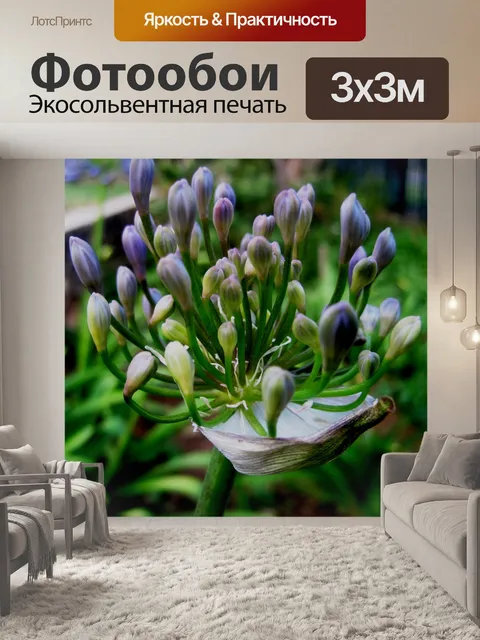 Фотообои Агапантус почки