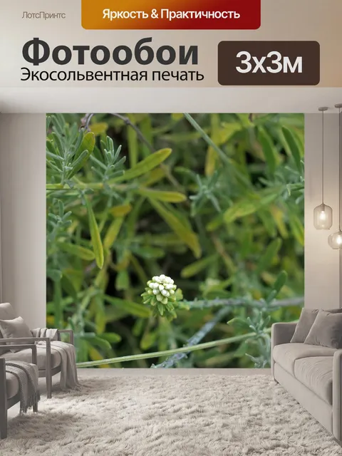 Фотообои Небольшая гроздь белых бутонов