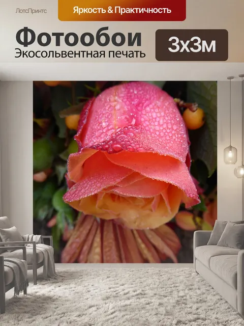 Фотообои Розовая роза