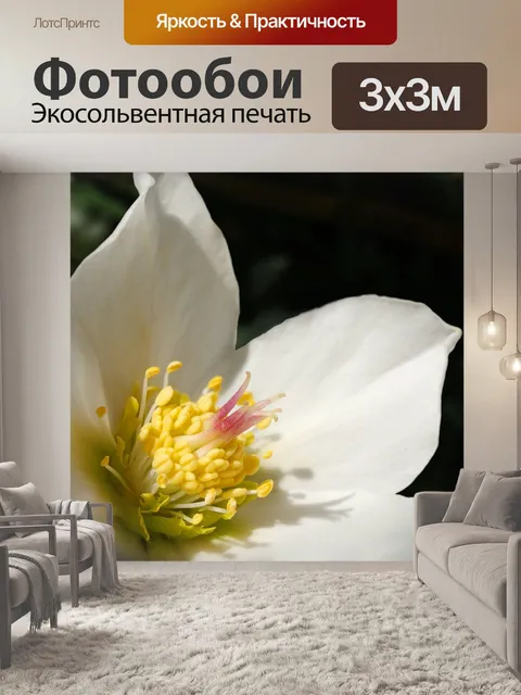 Фотообои Рождественская роза