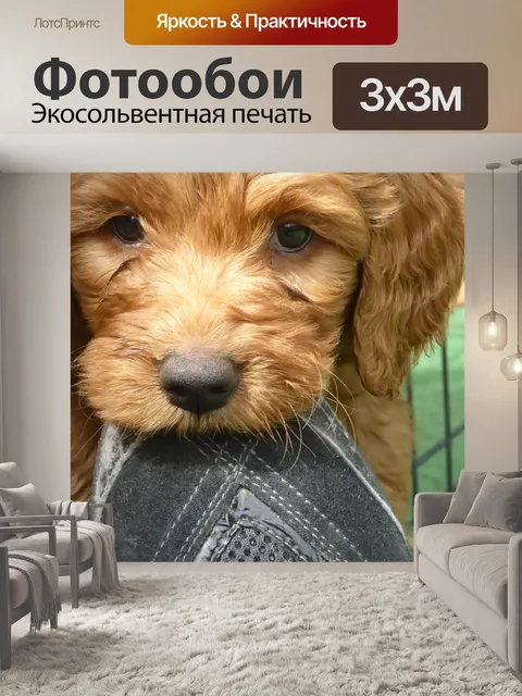 Фотообои Щенок золотого каракули