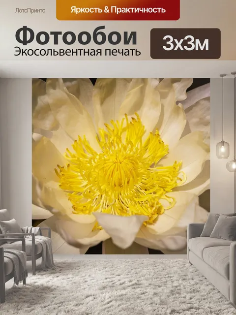 Фотообои Красивый цветок лотоса кувшинки