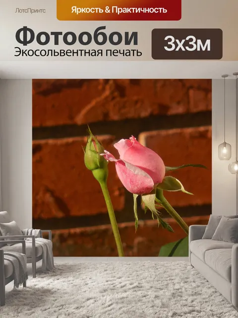 Фотообои Бутон розы