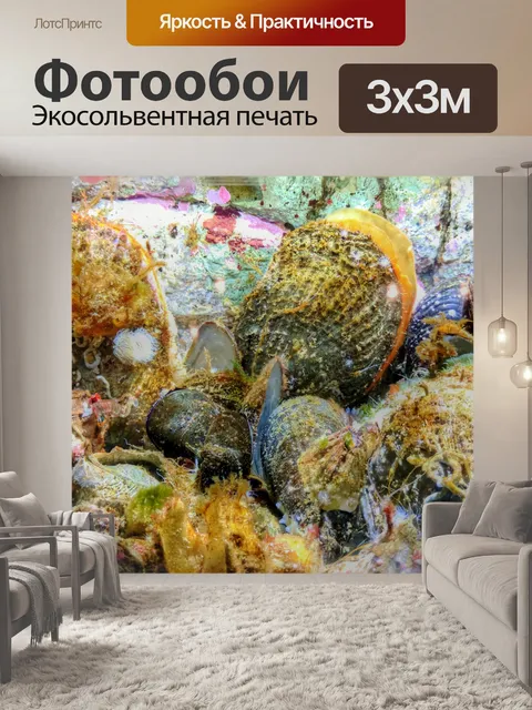 Фотообои Моллюски