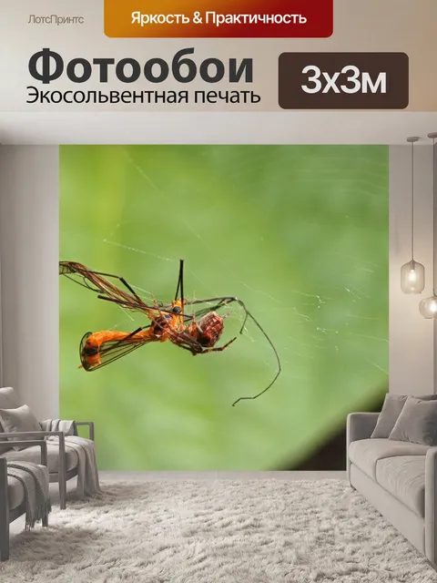 Фотообои Муха тигрового журавля запуталась в паут