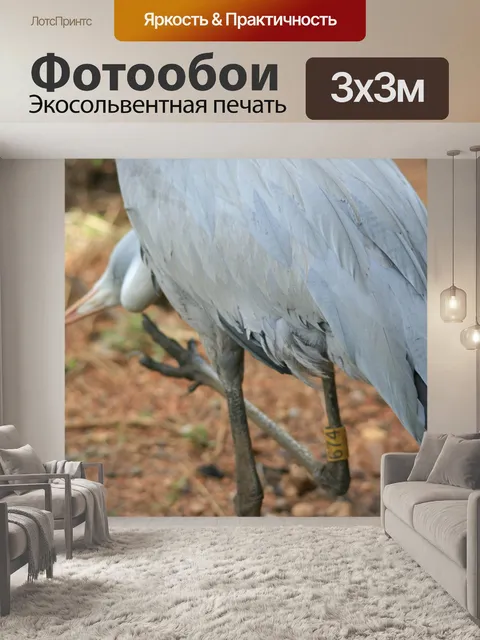 Фотообои Оперение голубого крана