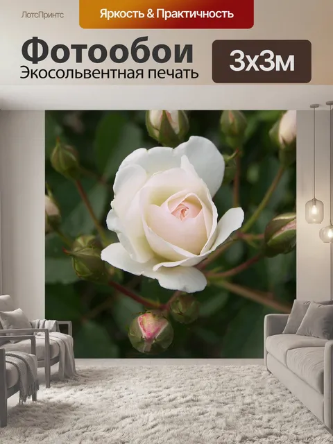 Фотообои Розы