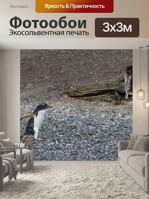Фотообои Пингвин gentoo