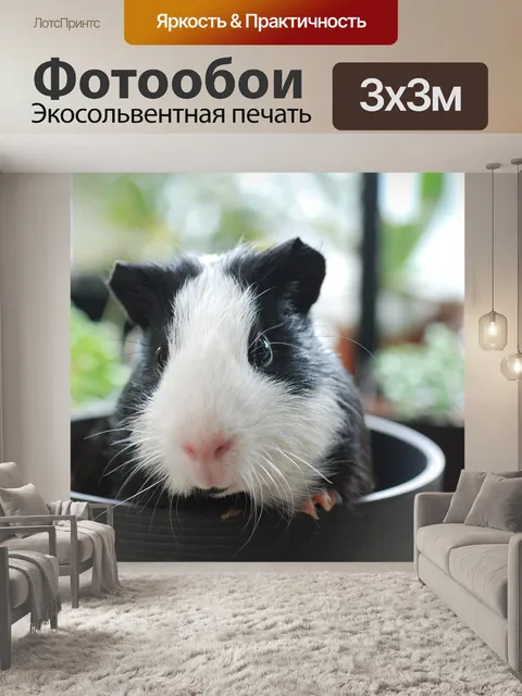 Фотообои Морская свинка