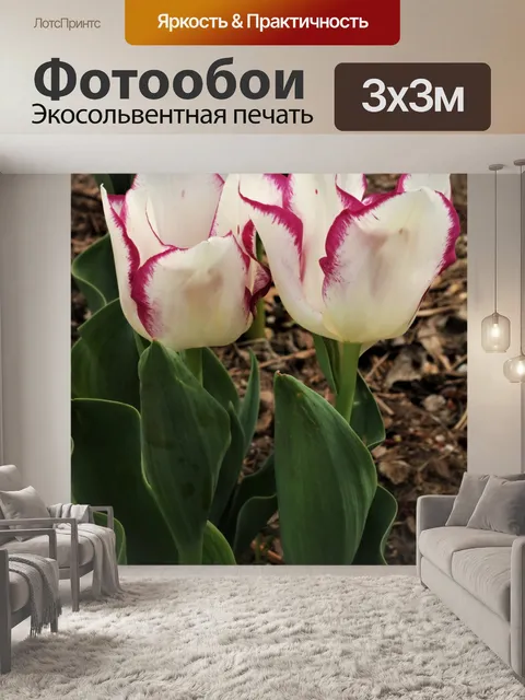 Фотообои Два белых и фиолетовых тюльпана