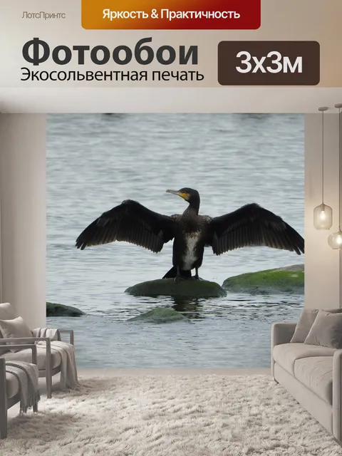 Фотообои Баклан