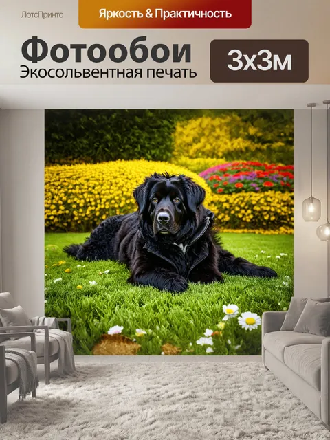 Фотообои **ньюфаундленд** в черной шерсти лежит на зеленом газоне