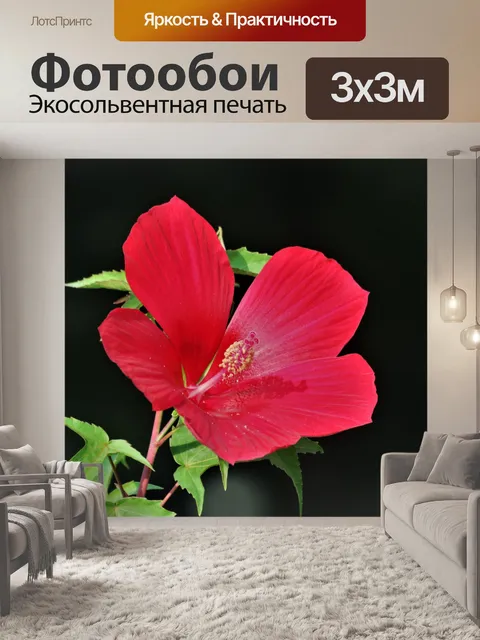 Фотообои Красный гибискус на черном фоне