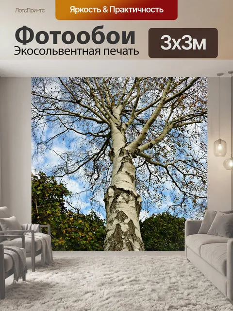 Фотообои Береза