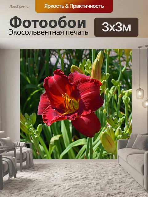 Фотообои Красно-оранжевый лилейник