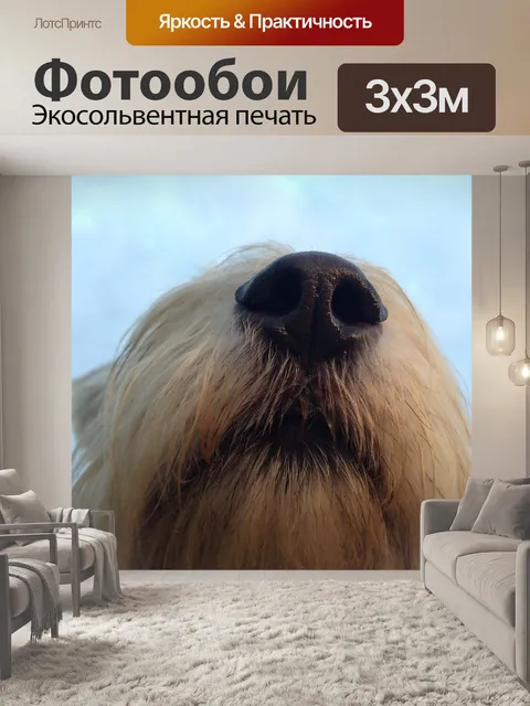 Фотообои Собака