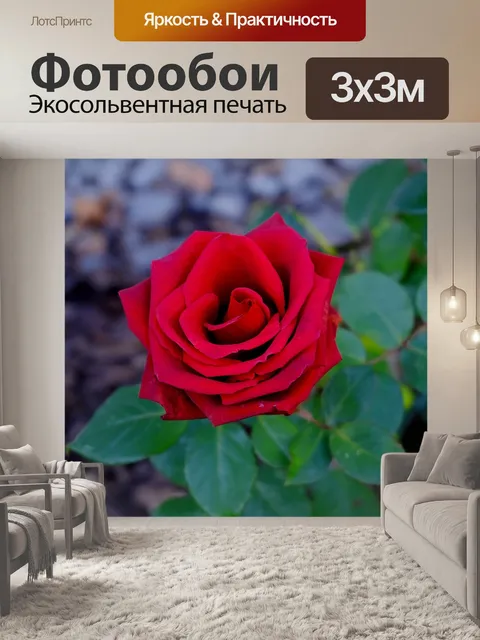 Фотообои Роза