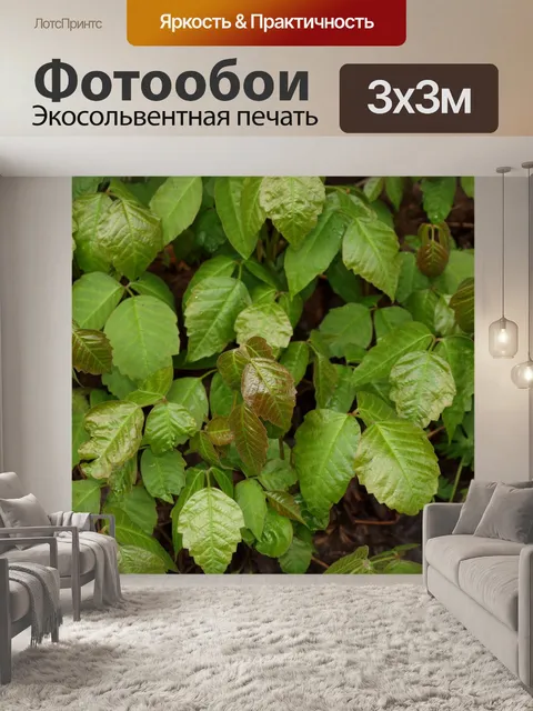 Фотообои ядовитый плющ