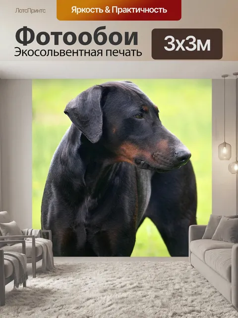 Фотообои Собака