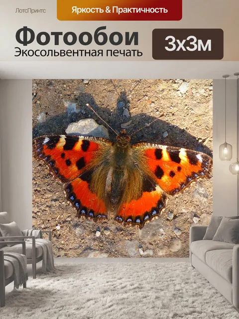 Фотообои Бабочка