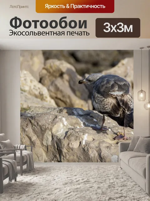 Фотообои Чайка