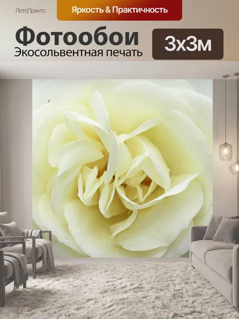 Фотообои Белая роза