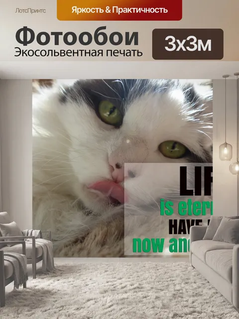 Фотообои Мудрые слова от кошки