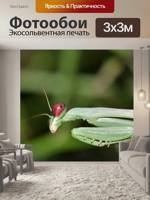 Фотообои Богомол