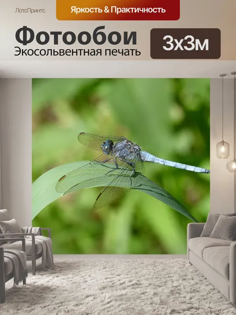Фотообои Синяя стрекоза