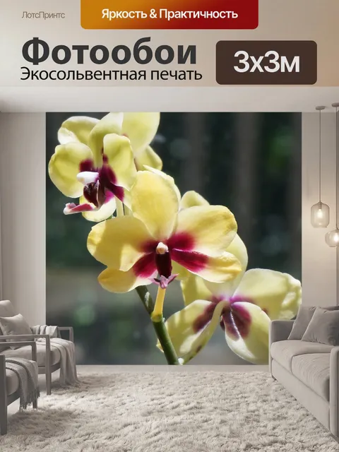 Фотообои Гибридный фаленопсис