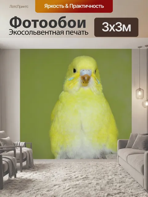 Фотообои Волнистый попугайчик
