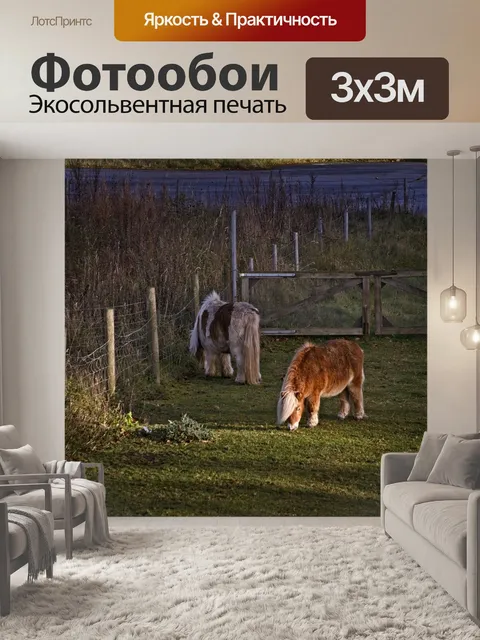 Фотообои Лошадь