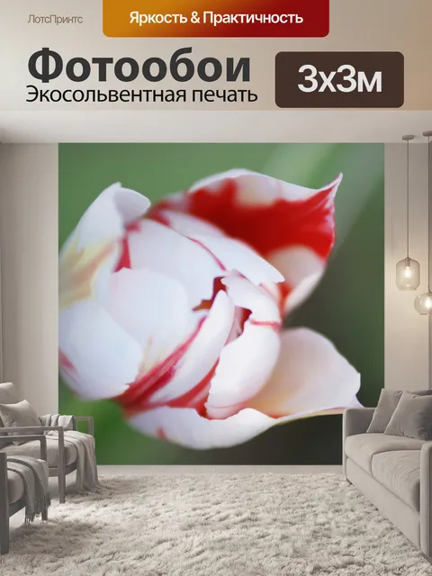 Фотообои Белый Красный тюльпан