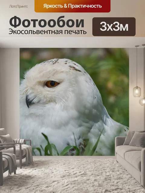 Фотообои Снежная сова