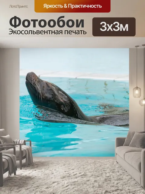 Фотообои Морской лев