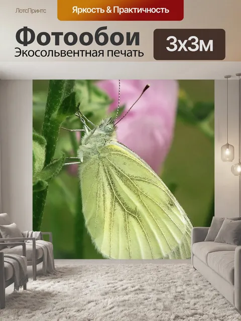 Фотообои Зеленый прожилками белой бабочки