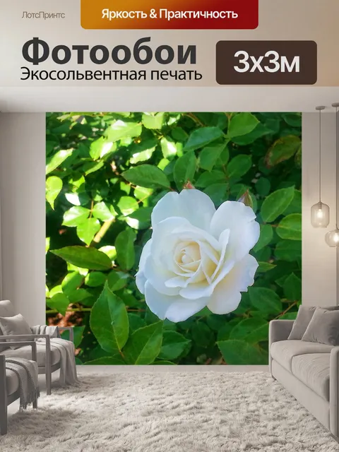 Фотообои белая роза