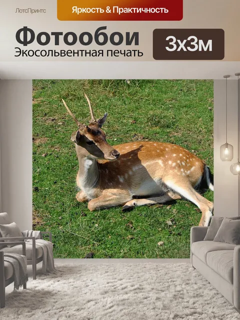 Фотообои Косуля