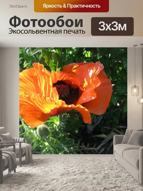 Фотообои Цветок мака
