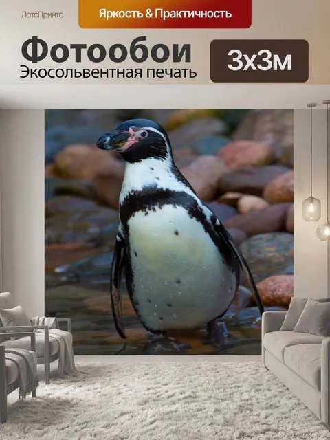 Фотообои африканские пингвины
